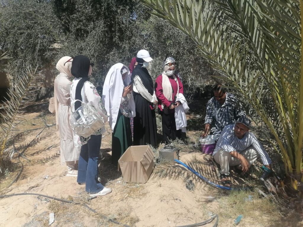 جانب من حملة فحص سوسة النخيل الحمراء بمدينة العريش