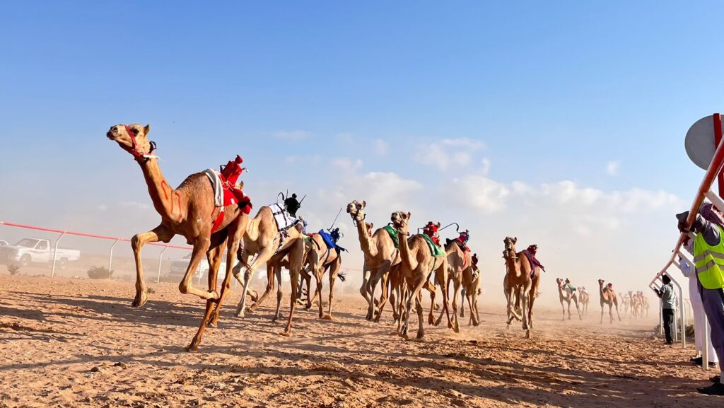 مهرجان الهجن الدولي